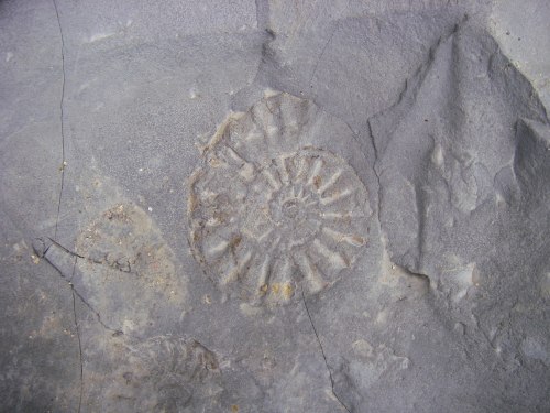 The Ammonite. The world's most popular fossil?